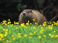 groundhog wallpapers