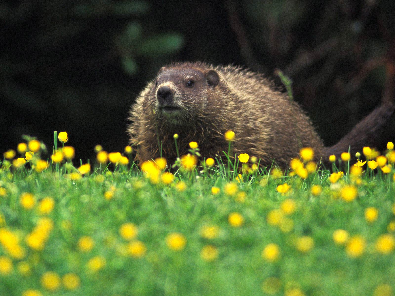 free Groundhog wallpaper wallpapers and background