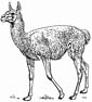 guanaco