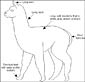 Guanaco coloring page