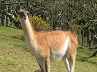 Guanaco image