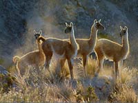 Guanaco image