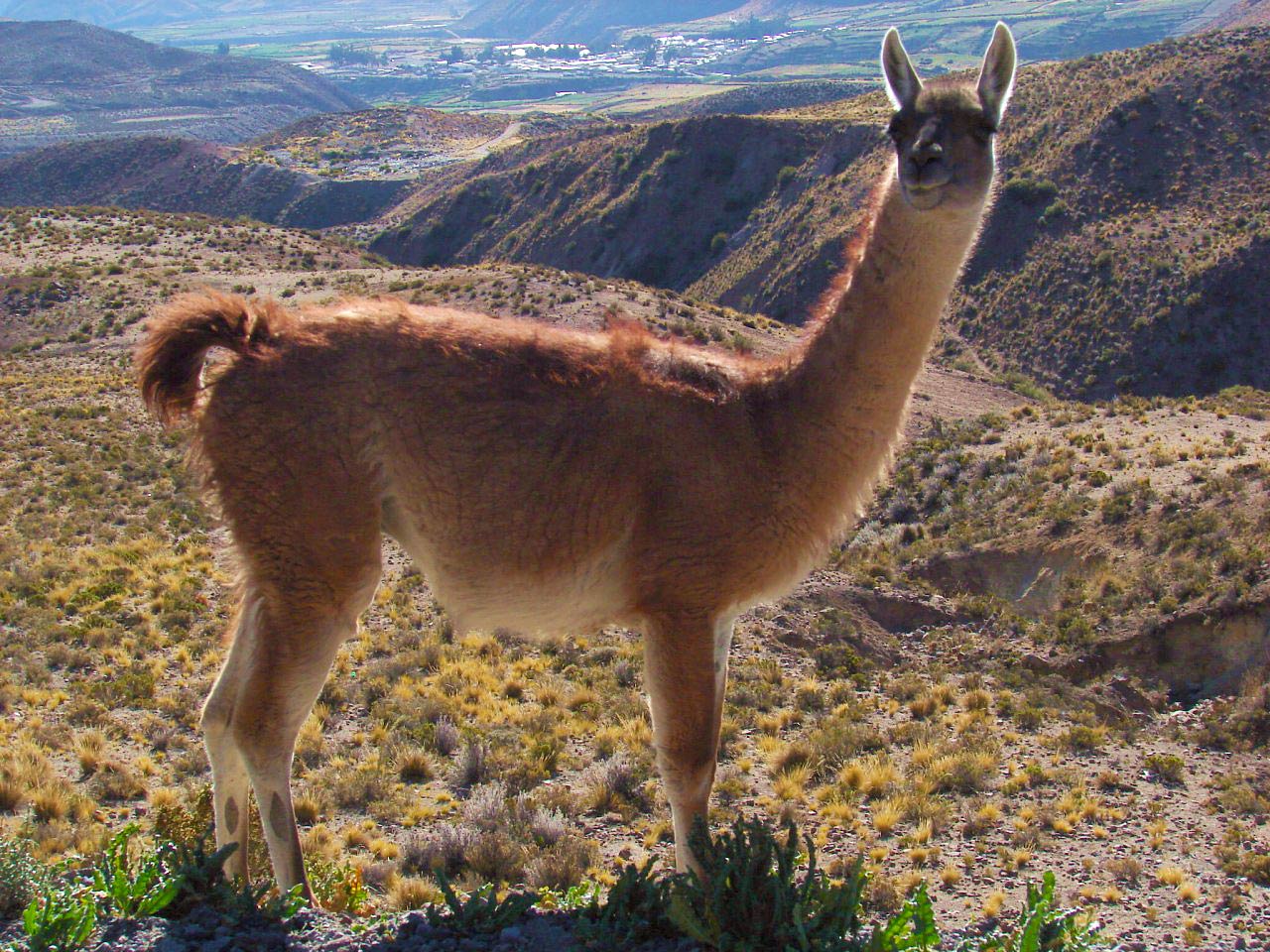 free Guanaco wallpaper wallpapers download