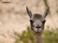 guanaco wallpaper