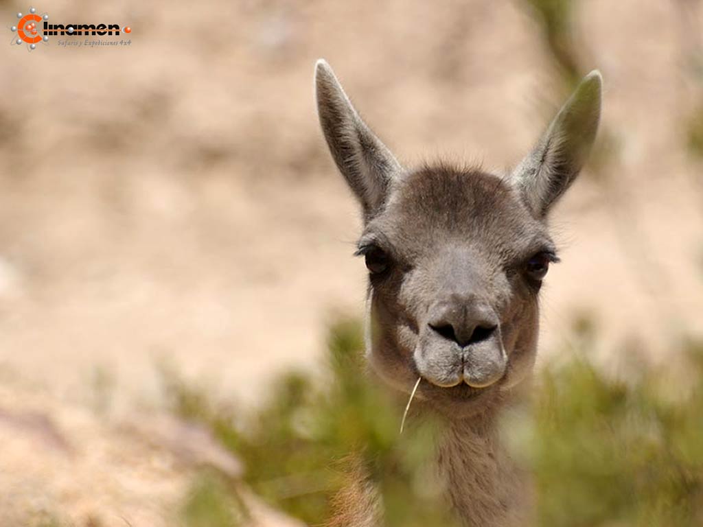 free Guanaco wallpaper wallpapers download