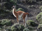 Guanaco wallpaper