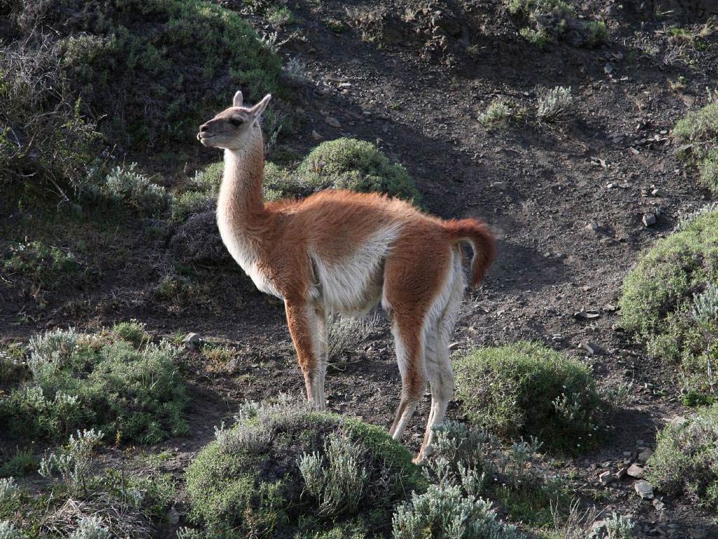 free Guanaco wallpaper wallpapers download