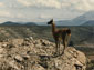 free guanaco wallpaper