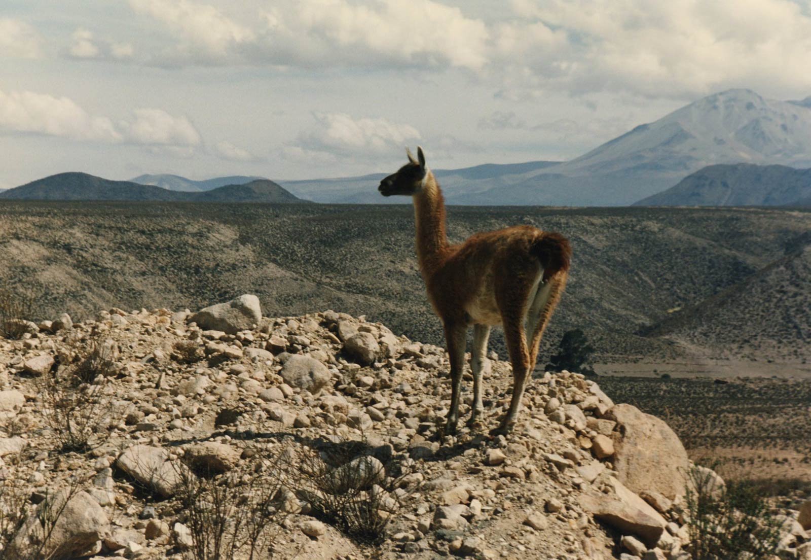 free Guanaco wallpaper wallpapers and background