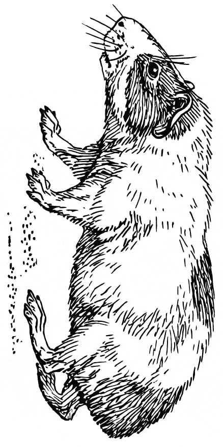 free Guinea Pig coloring page
