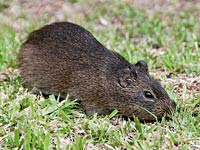 Guinea Pig image