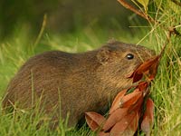 Guinea Pig image