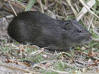 Guinea Pig image