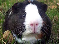 Guinea Pig image
