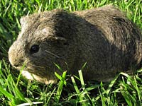 Guinea Pig image