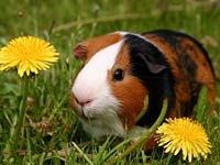 Cute little Guinea Pig image