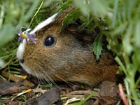 Guinea Pig image