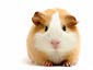 Guinea Pig wallpaper