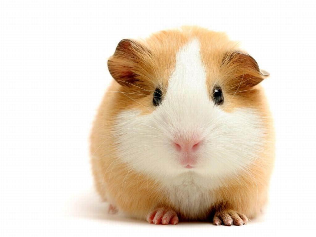 free Guinea Pig wallpaper wallpapers download