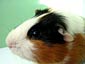 Guinea Pig wallpaper