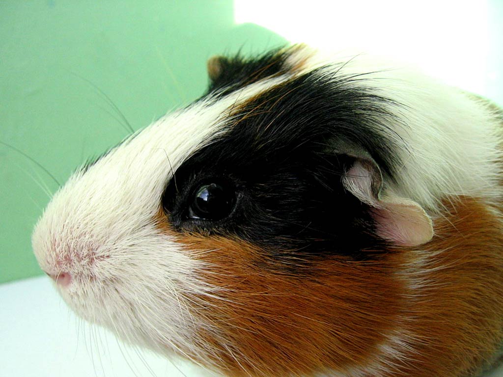 free Guinea Pig wallpaper wallpapers download