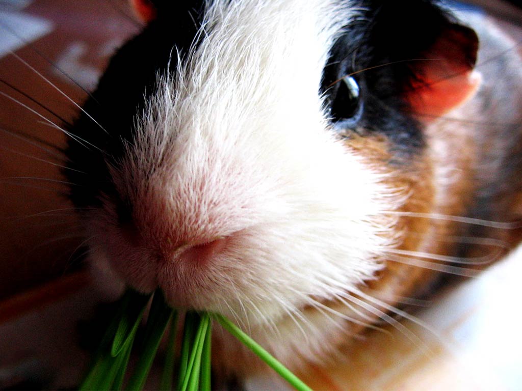 free Guinea Pig wallpaper wallpapers and background