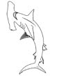 Hammerhead Shark coloring page