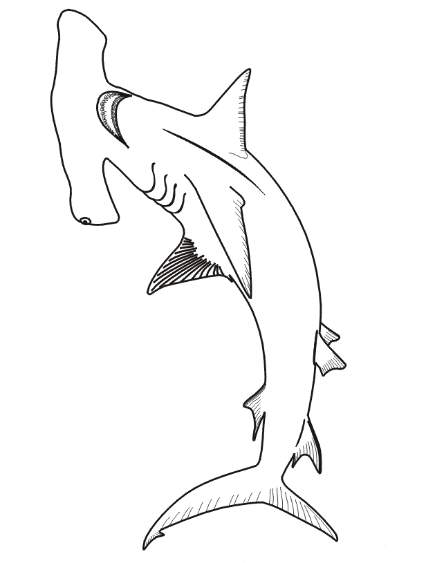 free Hammerhead Shark coloring page