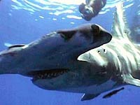 Hammerhead Shark close up