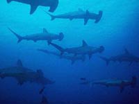 Hammerhead Shark image