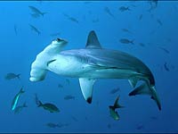 Hammerhead Shark image