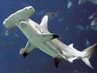 Hammerhead Shark image