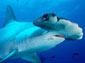 hammerhead shark wallpapers