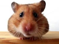 Hamster picture