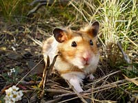 Hamster image