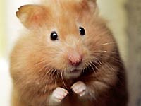 Hamster image