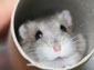 hamster wallpaper