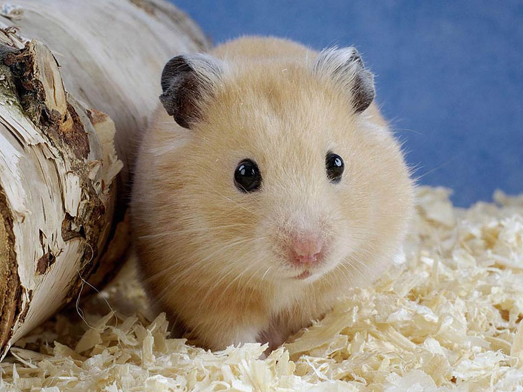 free Hamster wallpaper wallpapers download