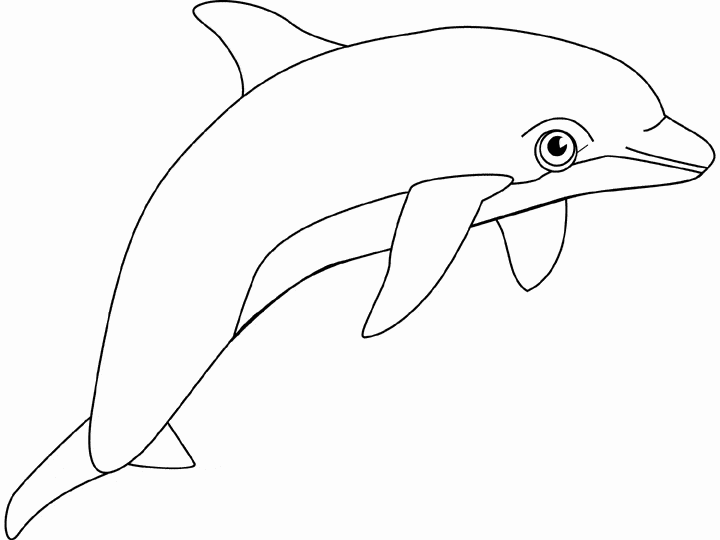free Harbor Porpoise coloring page