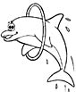 Harbor Porpoise coloring page