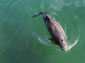 Harbor Porpoise wallpaper