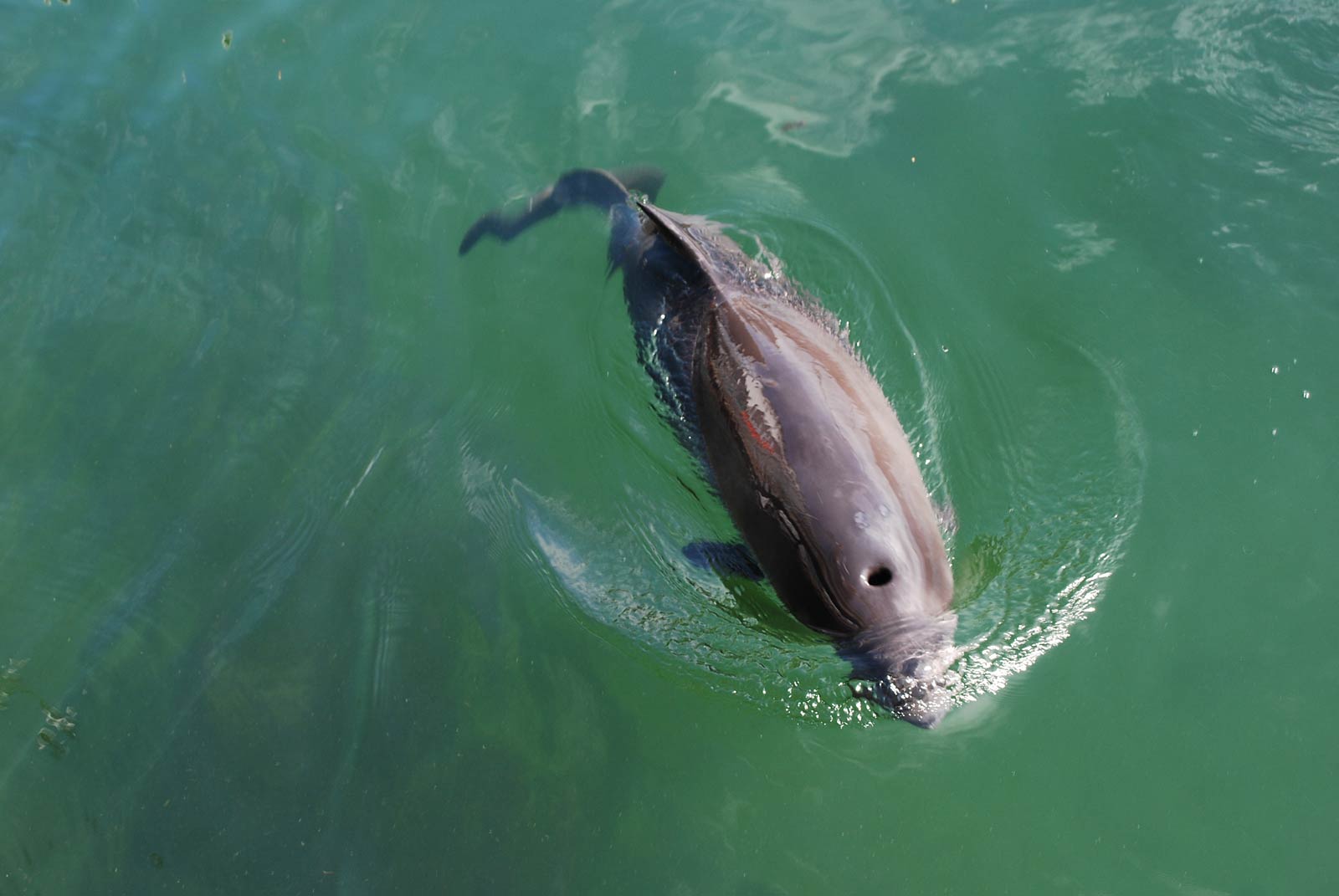 free Harbor Porpoise wallpaper wallpapers download