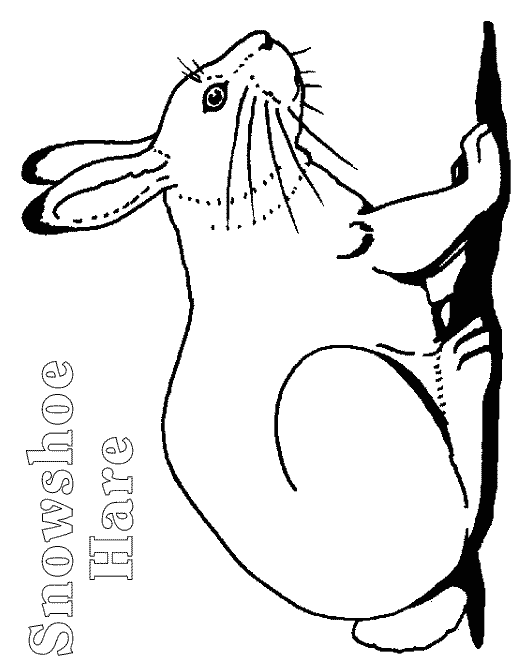 free Hare coloring page