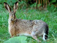 Hare image