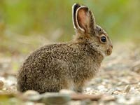 Hare picture