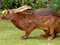 Hare image