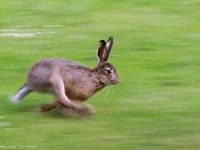 Hare running really fast