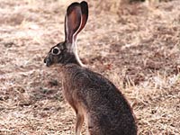 Hare image