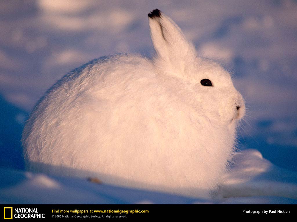 free Hare wallpaper wallpapers download