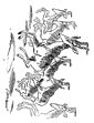 Hartebeest coloring page